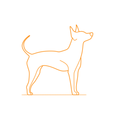 Animals Dogs American Hairless Terrier Svg Line Art, Free Vectors File
